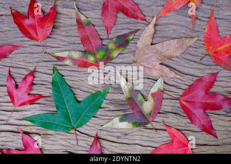 Set of maple foliage on old wood background, Scientific name Acer calcaratum Gagnep Stock Photo