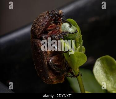 Adult Brown Scarab of the Family Scarabaeidae Stock Photo