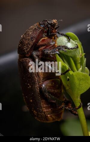 Adult Brown Scarab of the Family Scarabaeidae Stock Photo