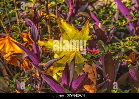 Dry plane tree leaves among grass in sunbeams closeup Stock Photo