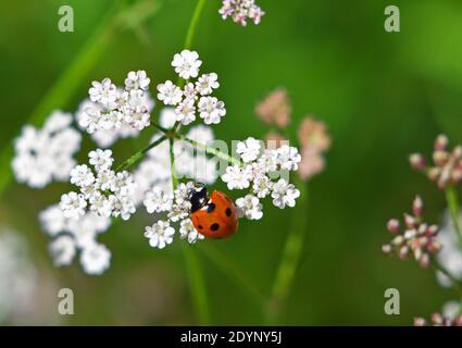 Seven - Spot Ladybird on Cow Parsley Flower. Stock Photo