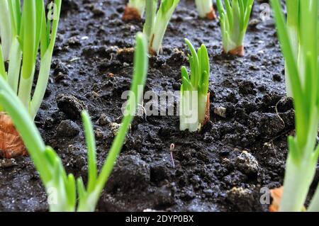 close-up of growing green onion in the vegetable garden Stock Photo
