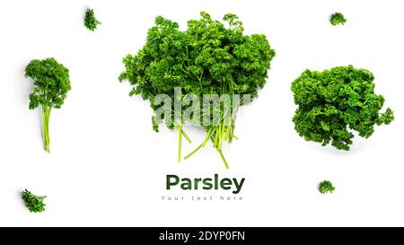 Greenery. Sprigs of curled parsley on a white background. Macro photo. Long header banner format. Panorama website header banner. High quality photo Stock Photo