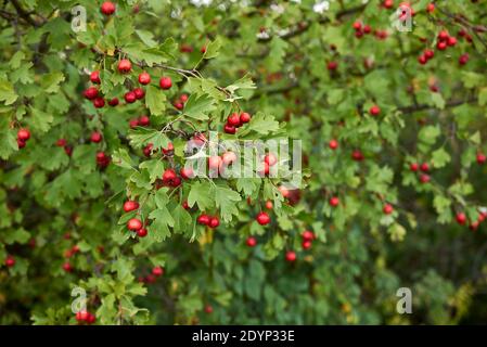 Crataegus monogyna branch with red fruits Stock Photo