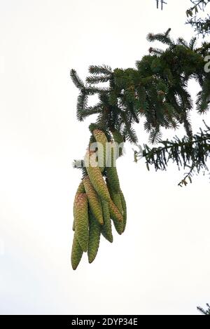 Picea abies branch close up Stock Photo