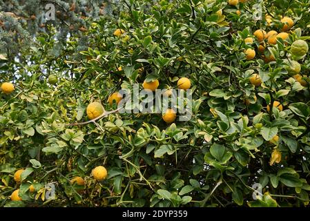 Poncirus trifoliata branch with ripe and unripe fruit Stock Photo