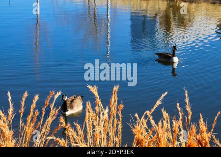 Two Canada geese float on the pond at Scissortail Park in downtown Oklahoma City on Christmas Day. Stock Photo