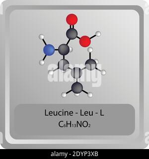 Leucine – Leu – L Amino Acid chemical structure. Molecular formula ball and stick model Molecule. Biochemistry, medicine and science education. Stock Vector