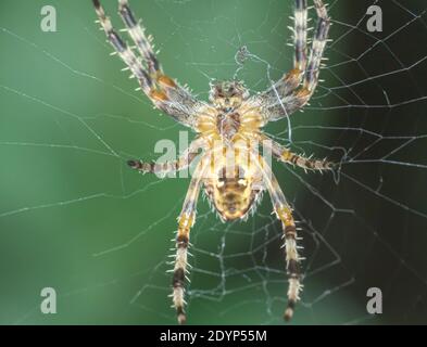 large orb weaver spider on its web in a garden, close up Stock Photo