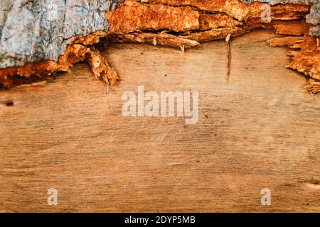 Highly Detailed Wood Texture Background Stock Photo