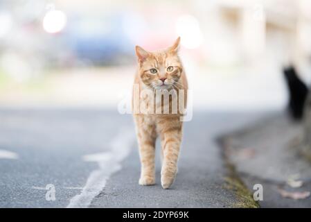 tabby red ginger cat curiously walking towards camera on the street Stock Photo