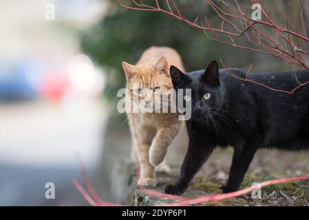 tabby red ginger cat and black shorthair cats are walking towards the camera on a stone wall next to street Stock Photo