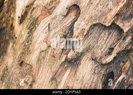Highly Detailed Wood Texture Background Stock Photo
