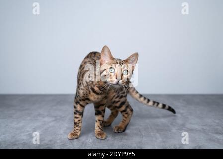 portrait of a playful young bengal cat looking at camera curiously on concrete ground in front of white wall Stock Photo