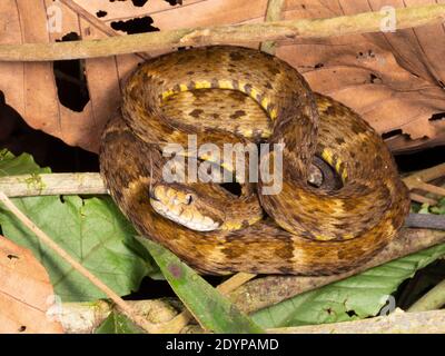 Fer de Lance (Bothrops atrox)  a venomous viper coiled in the rainforest understory, Ecuador Stock Photo