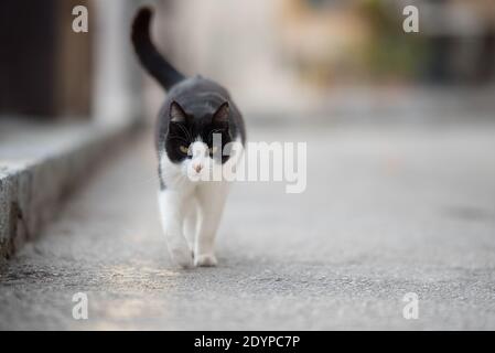 black and white domestic shorthair cat with notched ear walking towards camera on the street Stock Photo