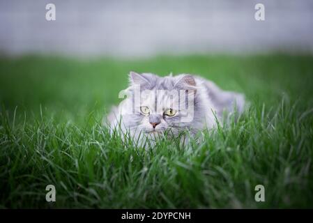 blue tabby persian cat hiding in the grass hunting