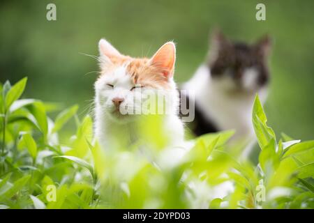 two cats resting between green plants outdoors in nature Stock Photo
