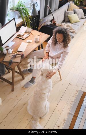 High angle view of young woman playing with her pet while working online at home Stock Photo