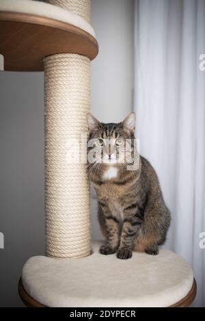 tabby cat standing on platform of scratching post cat tree Stock Photo