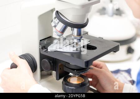 Veterinarian puts a sample under the microscope and examines for pathogenic germs. Stock Photo