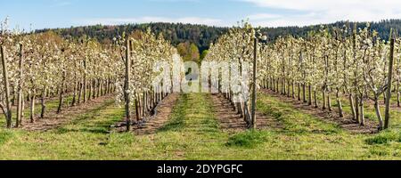 White blossoming apple orchard in spring. Germany, Europe. Beauty world Stock Photo