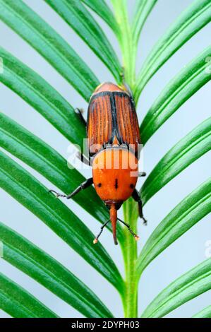 The palm weevil, red palm weevil, Asian palm weevil or sago palm (Rhynchophorus ferrugineus) Stock Photo