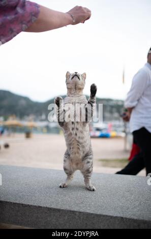 beautiful silver tabby stray cat raering up getting fed with treat by femal tourist at the beach promenade in Port de Soller, Majorca Stock Photo