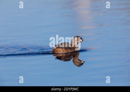 Pied-billed grebe swimming in a northern Wisconsin lake.