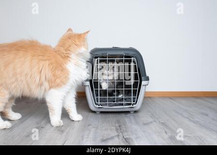 Pet Carrier for a Maine Coon Cat