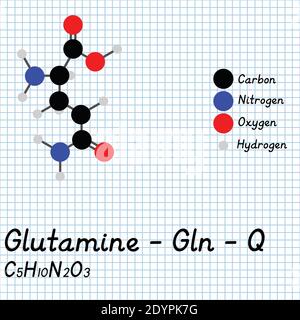 Glutamine - Gln - Q Amino Acid molecular formula and chemical structure . 2D Ball and stick model on school paper sheet background. EPS10 Stock Vector