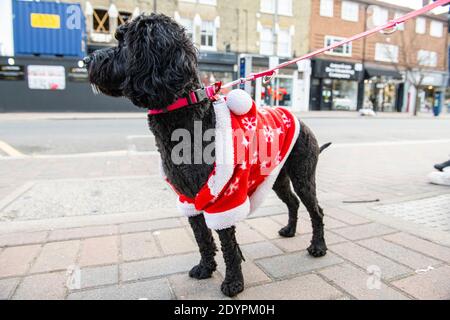 A small dog ready for Christmas in a Santa Claus outfit Stock Photo