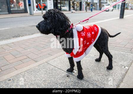 A small dog ready for Christmas in a Santa Claus outfit Stock Photo