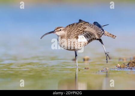 Eurasian Whimbrel (Numenius phaeopus), adult stretching a wing, Campania, Italy Stock Photo