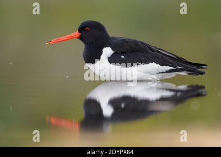 Eurasian Oystercatcher (Haematopus ostralegus), side view of an adult standing in the water, Campania, Italy Stock Photo