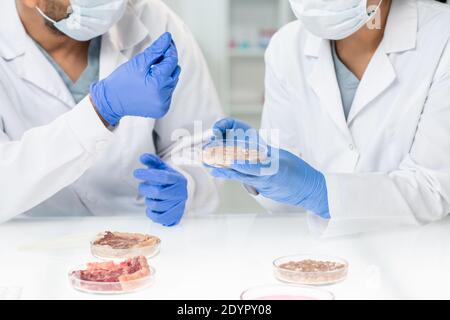 Gloved hands of two young researchers or clinicians in whitecoats and protective masks studying features of one of samples of vegetable meat Stock Photo