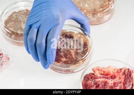 Gloved hand of laboratory worker taking covered petri dish with sample of raw soy meat while going to investigate its characteristics and quality Stock Photo