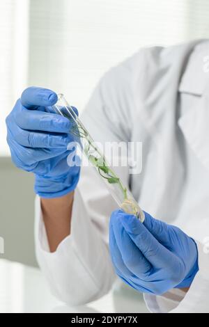 Hands of female laboratory worker in gloves and whitecoat holding flask containing green lab-grown soy sprout during scientific work Stock Photo