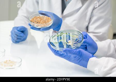 Gloved hands of two contemporary lab workers or researchers in whitecoats sitting by table and studying soy grains and lab-grown sprouts Stock Photo