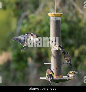 Goldfinches (Carduelis Carduelis) on a Nyger Seed Feeder Watch Two Goldfinches Squabbling in Flight Stock Photo