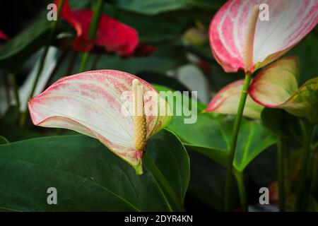 Side view of white spadix on a laceleaf plant. Stock Photo