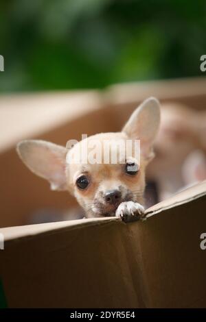 A small white and beige chihuahua dog sits in a cardboard box and looks out of it. Stock Photo