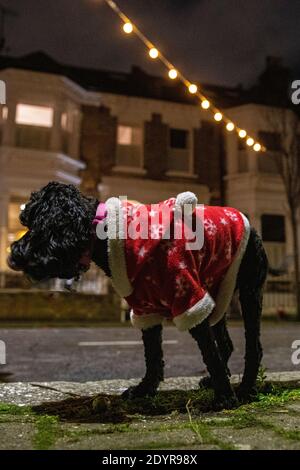 A small dog looks sad and lonely at  Christmas in a Santa Claus outfit Stock Photo