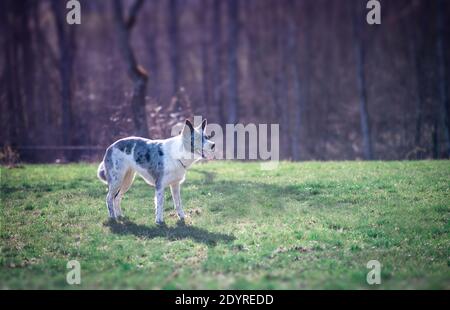 Blue Merle Border Collie. Herding dog breed.