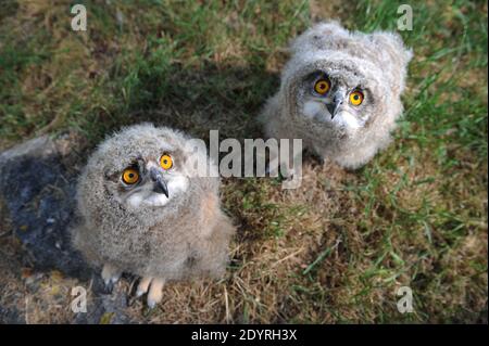 The Eurasian Eagle Owl Babies Hibou Grand Duc Bubo Bubo Pictured At Les Aigles Du Leman