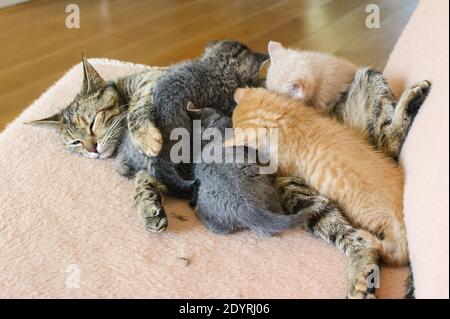 A Grey tabby mother cat laying on a coach feeding her drinking kittens seen from above Stock Photo