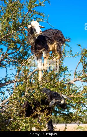 goats in argan tree for eating nuts for famous argan oil in Maroc Stock Photo