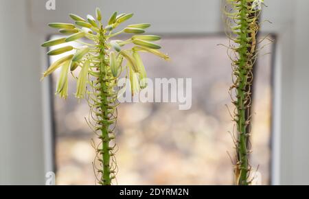 Aloe in beautiful bloom inside. How to take care for Aloe to bloom Stock Photo