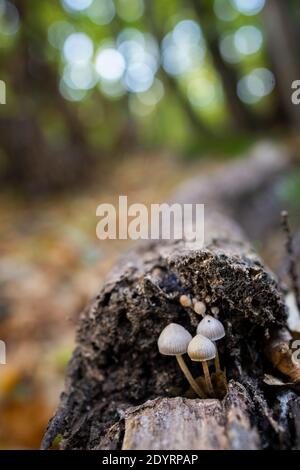 A vertical selectMycena small mushrooms in a chestnut forest Stock Photo