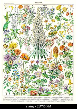 Fleurs by Adolphe Millot 1905 Vintage illustration of flower species ...